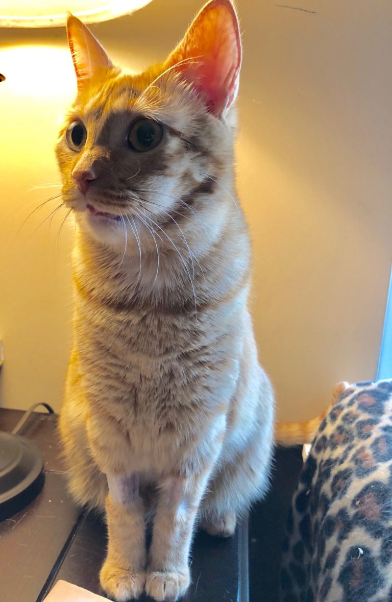 Marmalade's Dental Extraction Story The Recovery Tabs & Tidbits