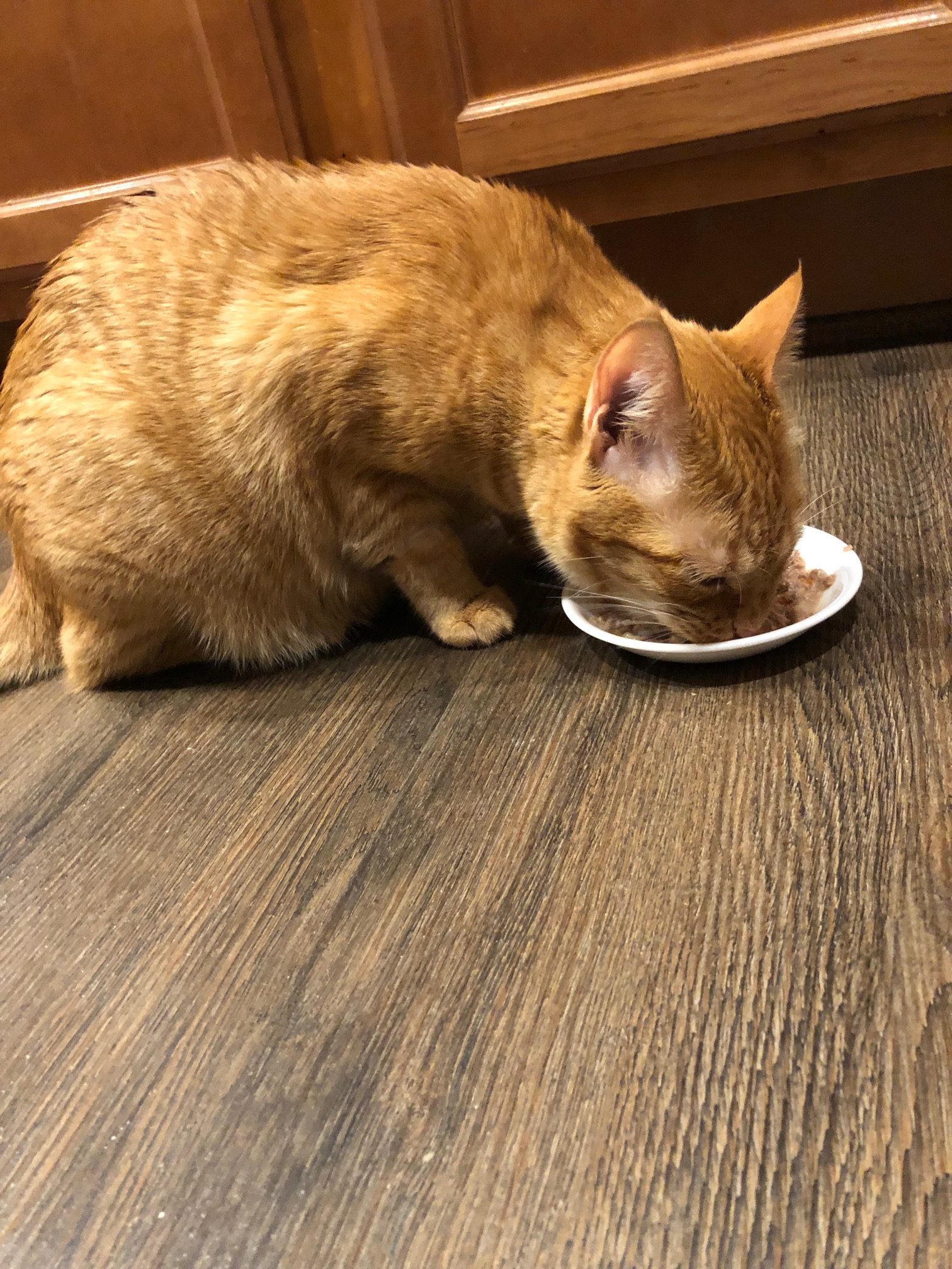 Marmalade eating