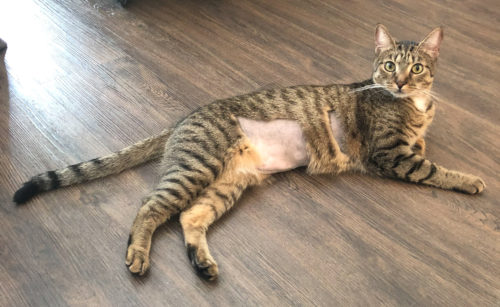 Ranger's shaved belly