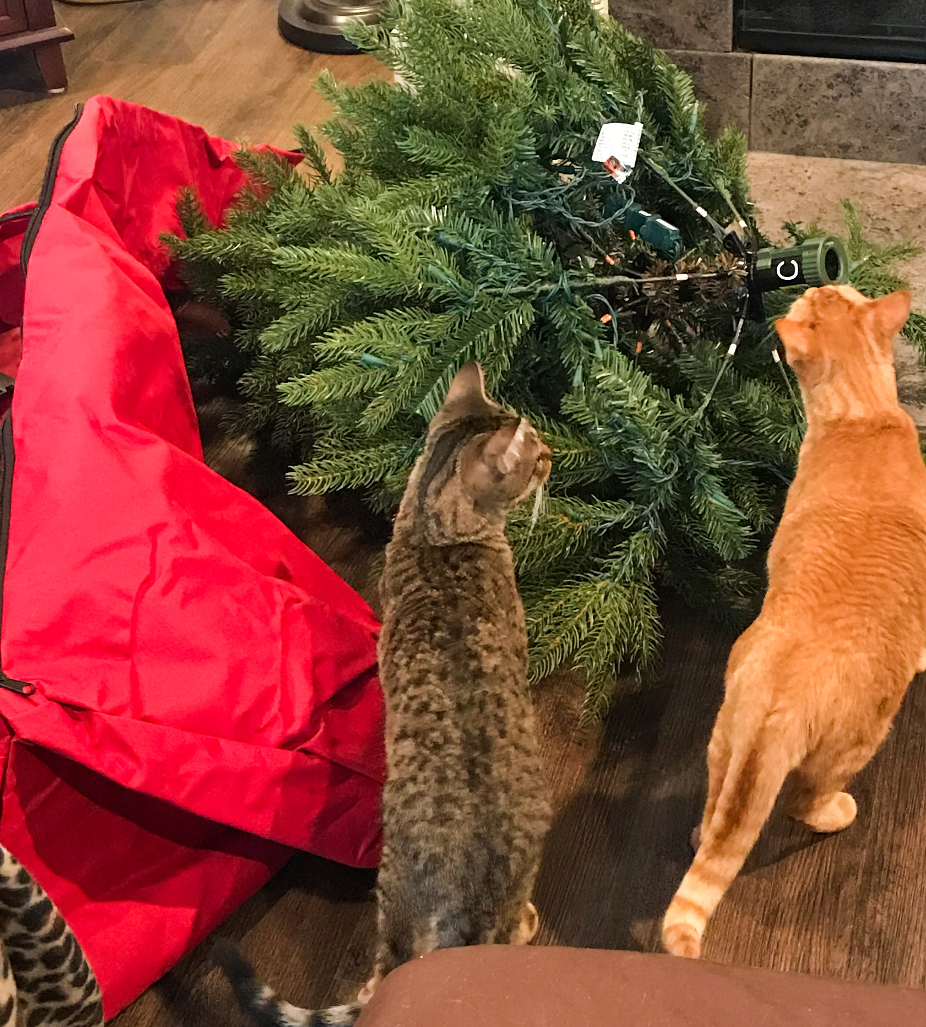Ranger & Marmalade - Christmas Tree