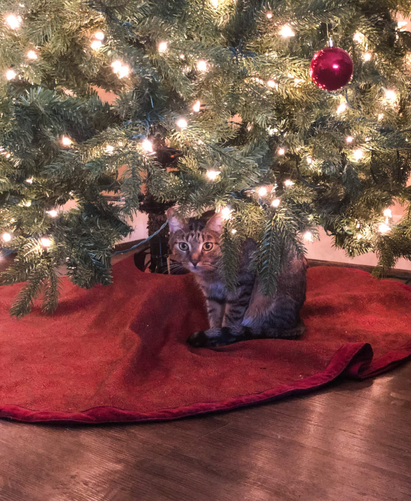 Ranger under the tree