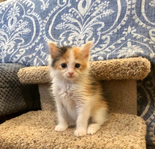 Feline Friday #18 – Blueberry