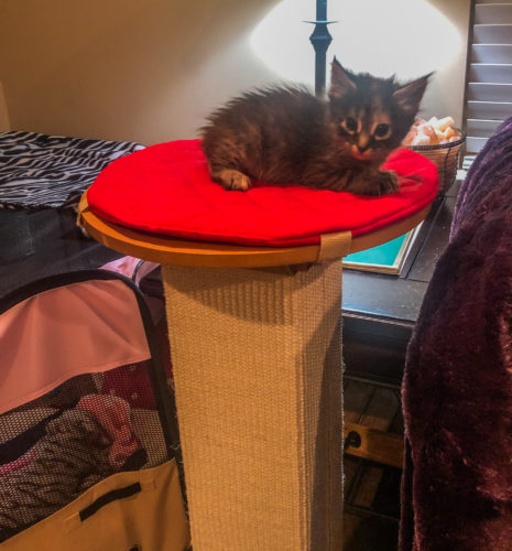 Fiona