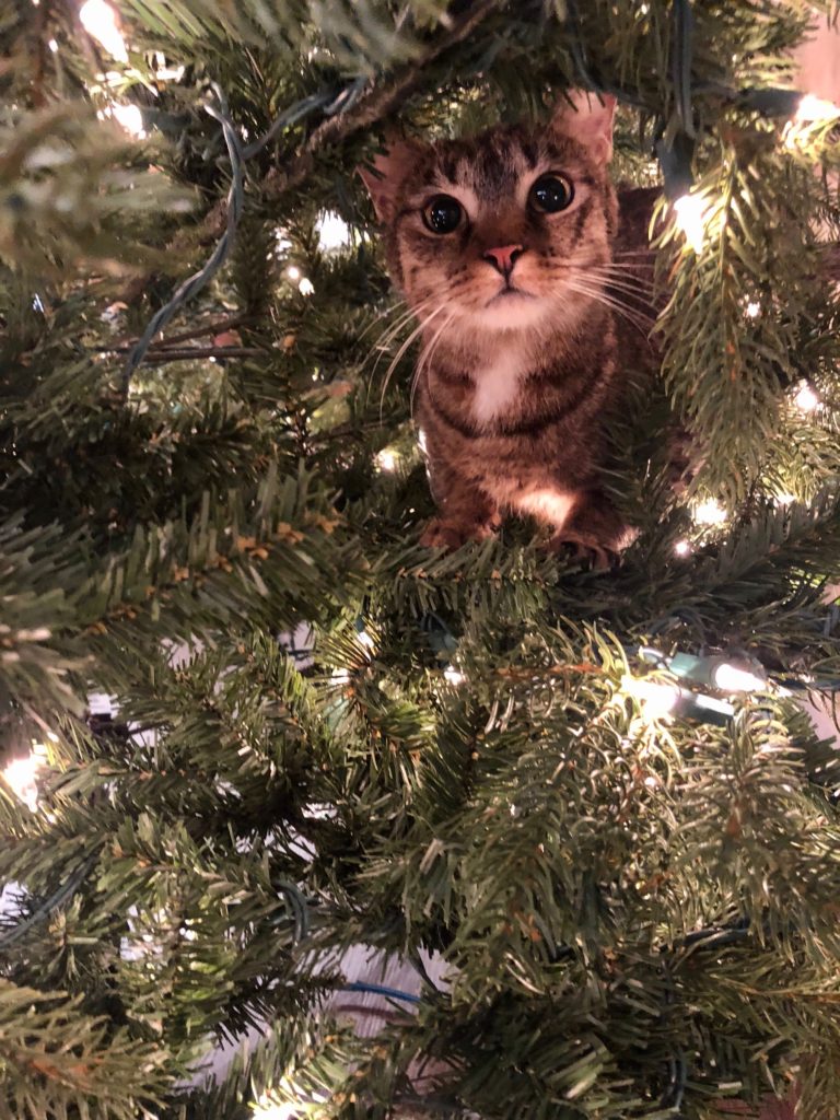 Ranger in Christmas Tree 