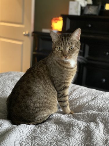 Ranger