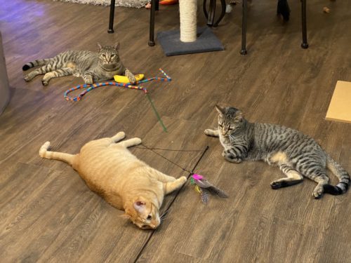 Tabby Playtime