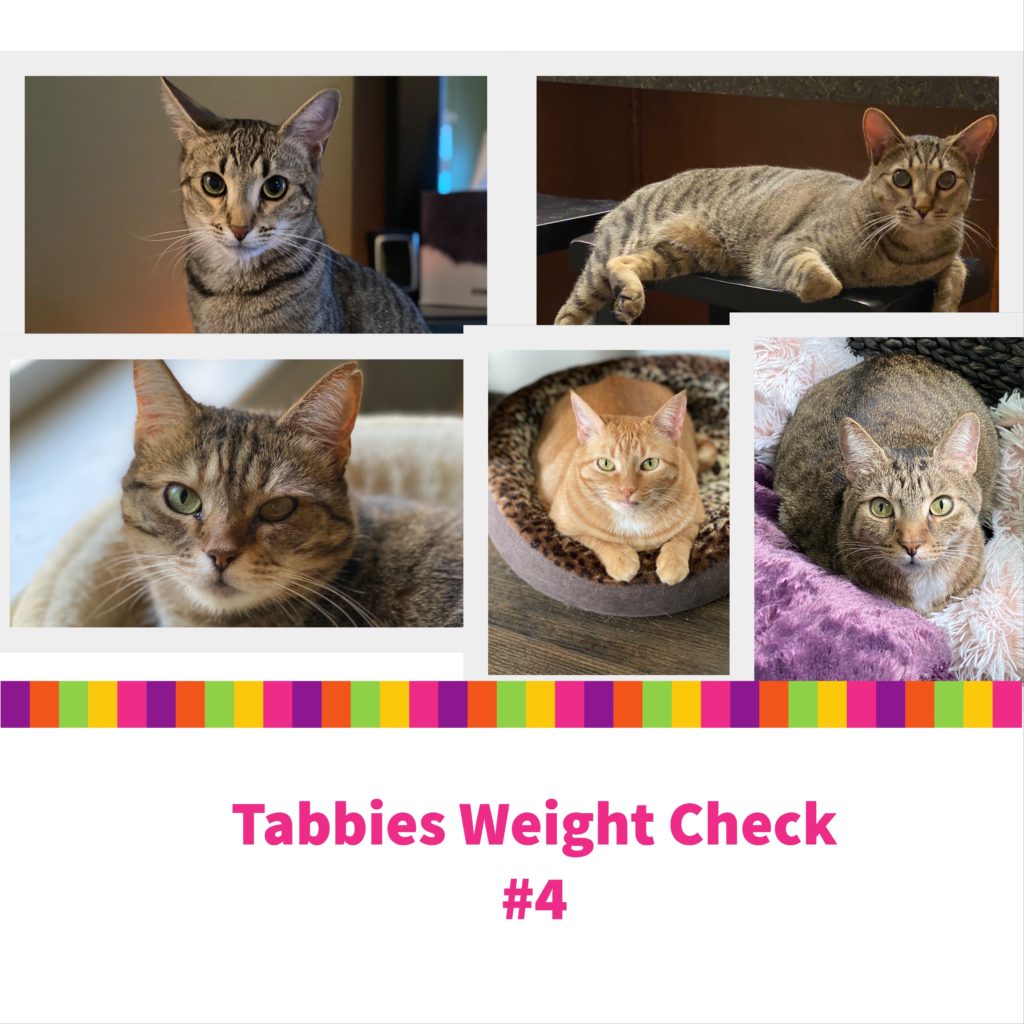 Tabbies Weight Check #4