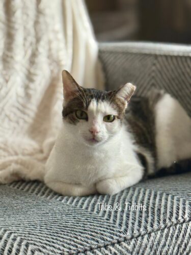 My Experience With Pet Insurance